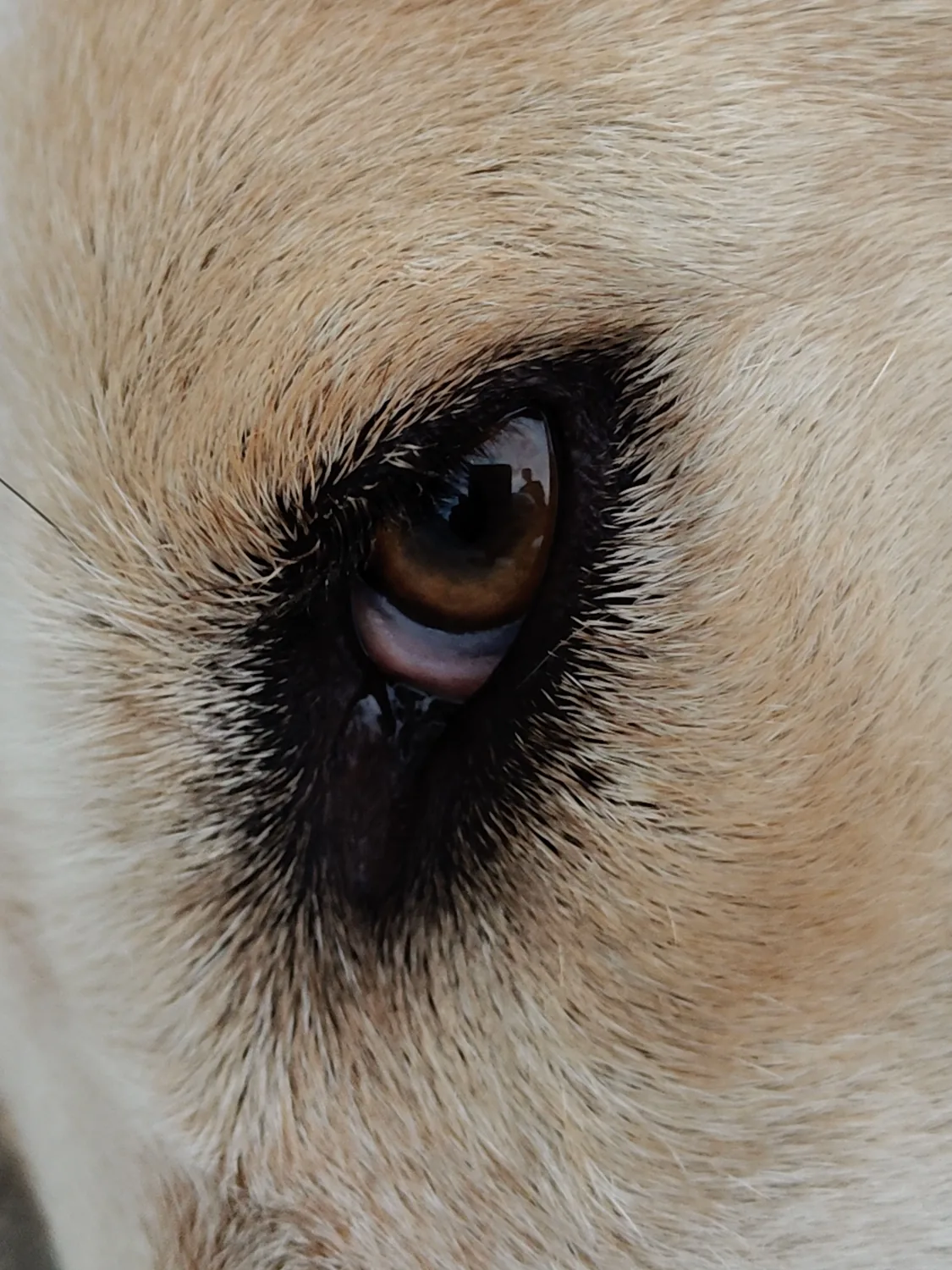 Macro close-up of a dog's eye, the iris reflecting the world outside